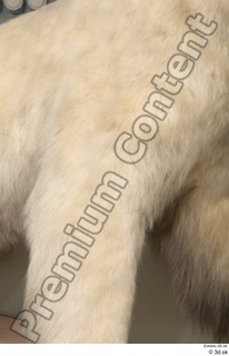 Polar bear leg 0012.jpg